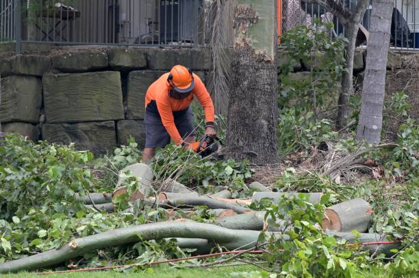 Trusted Meadow Oaks, FL Tree Services Experts